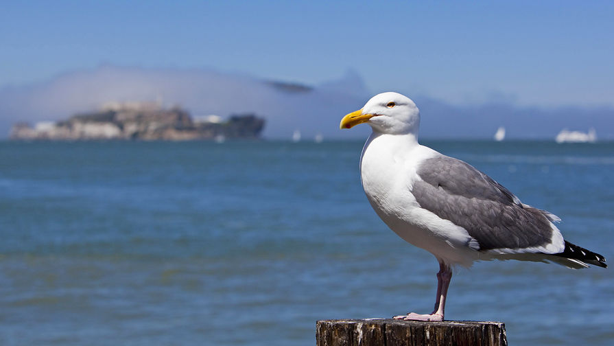 Ученые назвали свойство, позволяющее чайкам процветать в городах